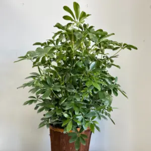 PP03 - SCHEFFLERA ARBORICOLA