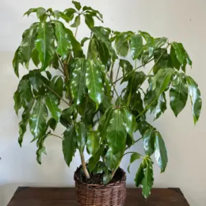 PP04 - SCHEFFLERA AMATE