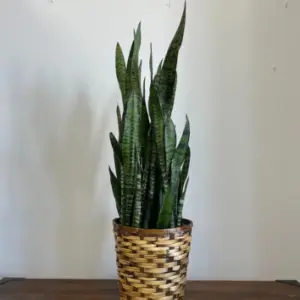 PP01 - SANSEVIERIA