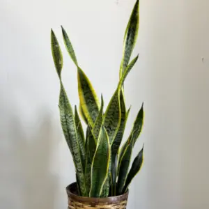 PP02 - SANSEVIERIA LAURENTII